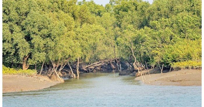 পর্যটনের নতুন দ্বার চিতলমারীর মিনি সুন্দরবন পর্যটনের নতুন দ্বার চিতলমারীর মিনি সুন্দরবন