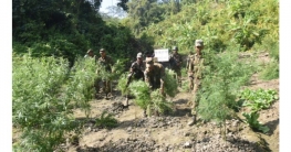 গাঁজার রাজ্য খাগড়াছড়িতে ৩`শ বিঘা গাঁজা ক্ষেত ধ্বংস গাঁজার রাজ্য খাগড়াছড়িতে ৩`শ বিঘা গাঁজা ক্ষেত ধ্বংস