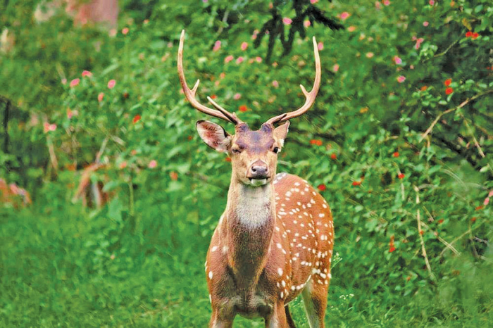 বদলে গেছে গাজীপুরের বঙ্গবন্ধু সাফারি পার্কের চিত্র