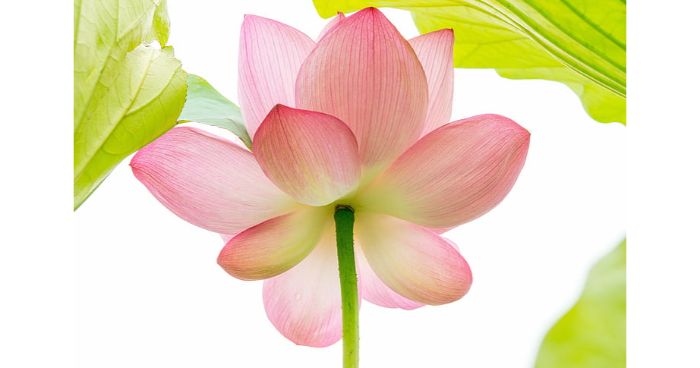 আল্লাহর রসূল সা:-এর প্রতি কীভাবে ওয়াহী শুরু হয়েছিল আল্লাহর রসূল সা:-এর প্রতি কীভাবে ওয়াহী শুরু হয়েছিল
