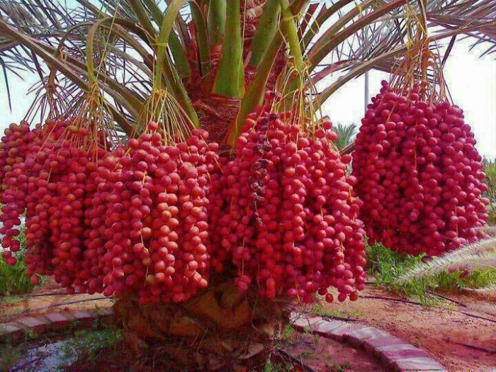 একজনের খাবার আশিজন খেল একজনের খাবার আশিজন খেল