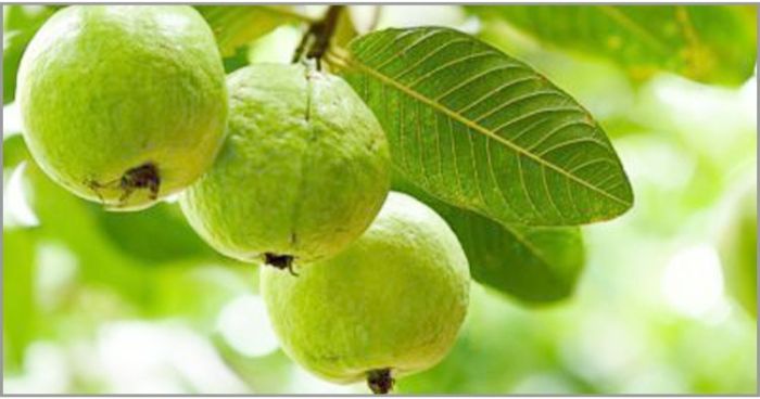 পেয়ারার পুষ্টিগুণ ও উপকারিতা পেয়ারার পুষ্টিগুণ ও উপকারিতা