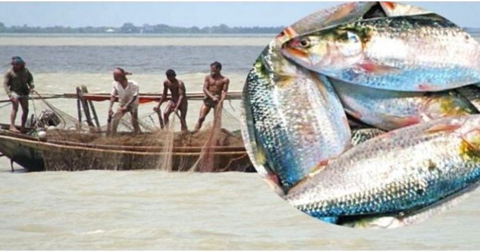 মা ইলিশ রক্ষায় টহল দেবে হেলিকপ্টার মা ইলিশ রক্ষায় টহল দেবে হেলিকপ্টার