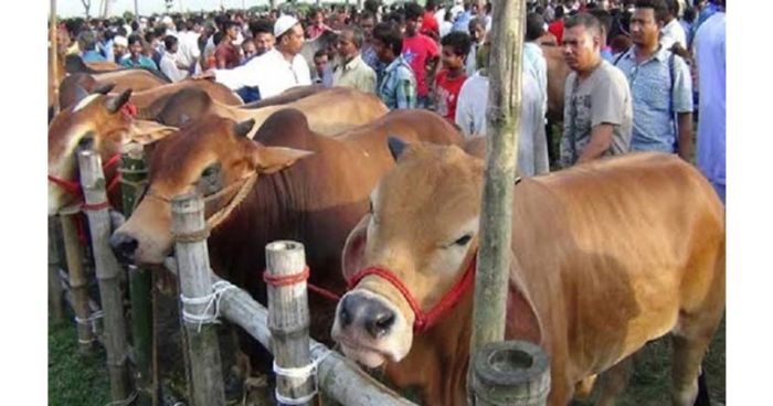 শেষ মুহূর্তে জমে উঠেছে কোরবানির পশুর হাট