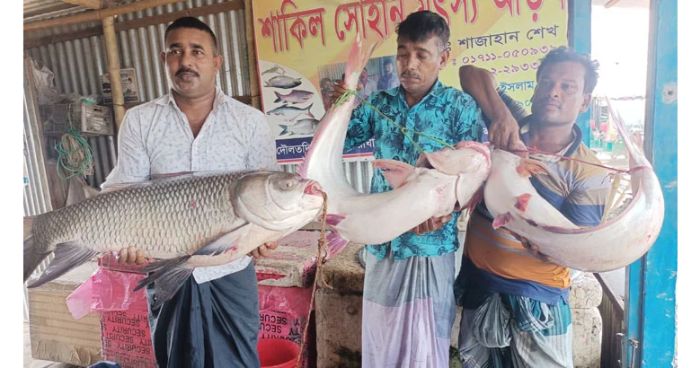 পদ্মা ও যমুনায় জেলেদের জালে মিলল ৫৭ হাজার টাকার ২ পাঙ্গাস ও কাতল