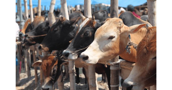 ‘স্বাস্থ্যবিধি মেনে যথাযথ স্থানে পশুর হাট বসাতে হবে’