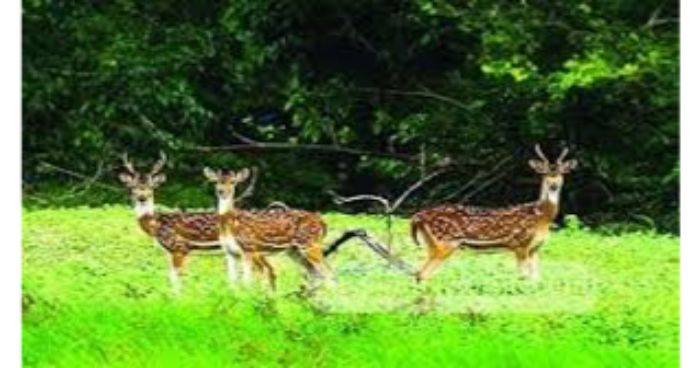 ভিন্ন আমেজ পেতে শীতে সুন্দরবন ভ্রমণ