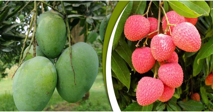 লিচু-আম পাড়ার তারিখ ঘোষণা করল নাটোর জেলা প্রশাসন