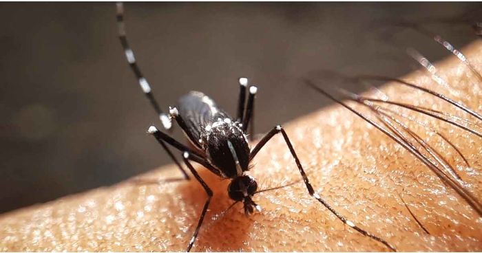 গত ২৪ ঘণ্টায় ডেঙ্গু জ্বরে বিভিন্ন হাসপাতালে ২৩২ জন ভর্তি গত ২৪ ঘণ্টায় ডেঙ্গু জ্বরে বিভিন্ন হাসপাতালে ২৩২ জন ভর্তি