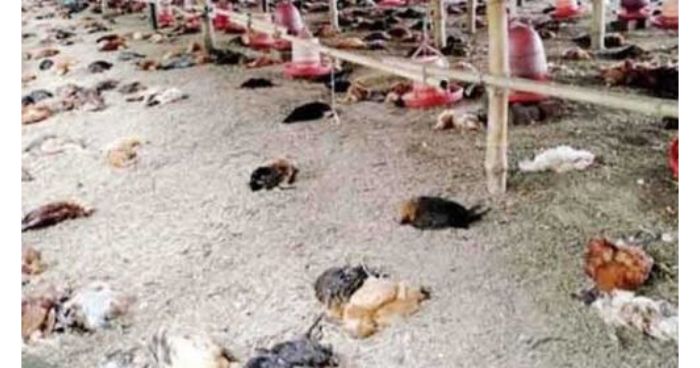 ভারত: বিয়েবাড়ির বাজনায় মুরগির মৃত্যু, পুলিশে অভিযোগ! ভারত: বিয়েবাড়ির বাজনায় মুরগির মৃত্যু, পুলিশে অভিযোগ!