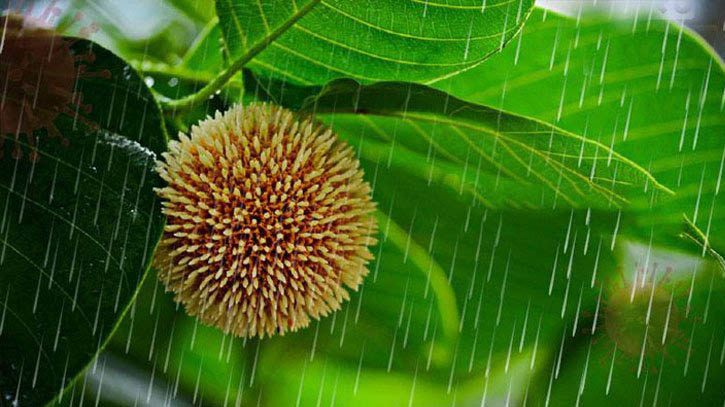 আষাঢ়ের প্রথম দিন আজ আষাঢ়ের প্রথম দিন আজ