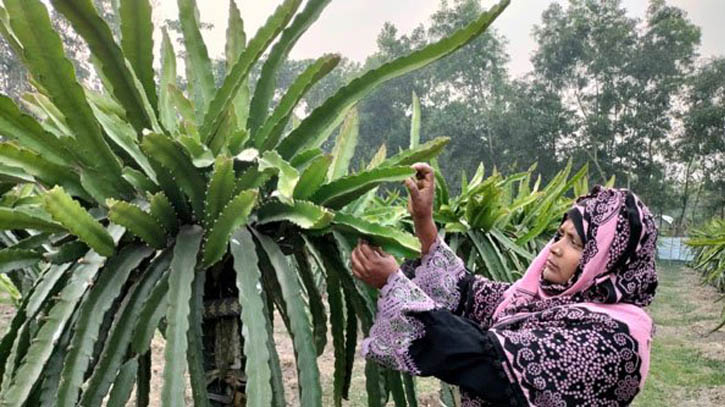 কুমিল্লায় বাণিজ্যিকভাবে চাষ হচ্ছে ড্রাগন 