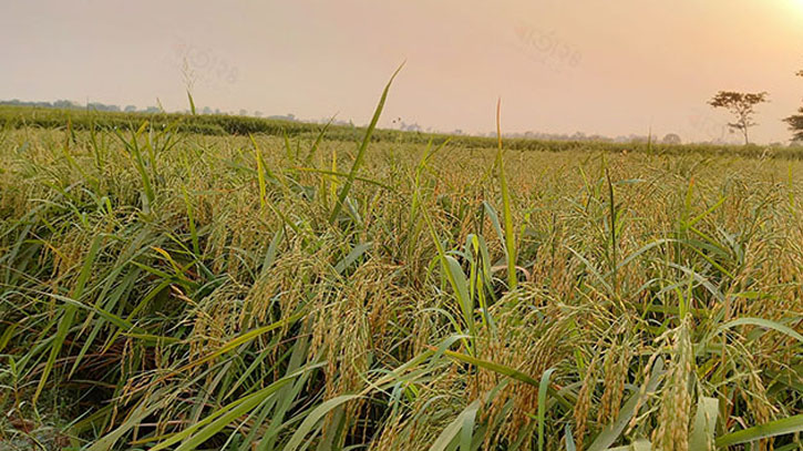 জয়পুরহাটে ঘূর্ণিঝড়ে বোরো ধানের ক্ষতির আশংকা