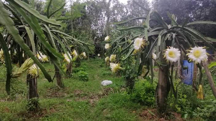 পতিত জমিতে ড্রাগন চাষ করে শিক্ষকের সাফল্য