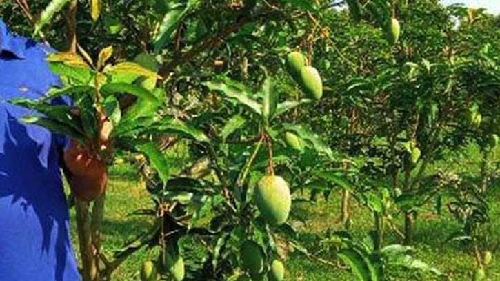 মেহেরপুরে বারোমাসি আম চাষে সফল বুলবুল মেহেরপুরে বারোমাসি আম চাষে সফল বুলবুল