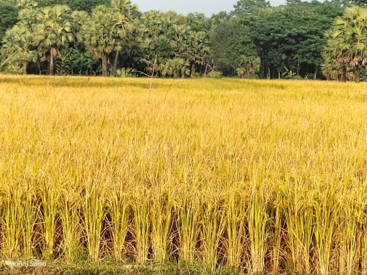 গোপালগঞ্জে আমনের বাম্পার ফলন গোপালগঞ্জে আমনের বাম্পার ফলন