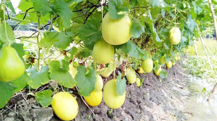 কুমিল্লায় মরুর ফল সাম্মাম চাষে আনোয়ারের সাফল্য কুমিল্লায় মরুর ফল সাম্মাম চাষে আনোয়ারের সাফল্য
