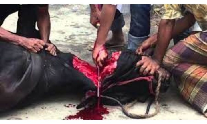 কোরবানির পশু জবাই করার সঠিক পদ্ধতি