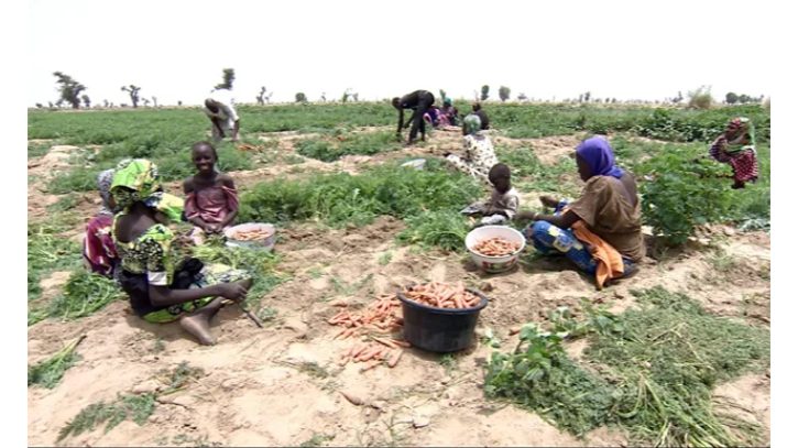 নাইজেরিয়ায় ১৩ জন কৃষককে অপহরণ করেছে বন্দুকধারীরা