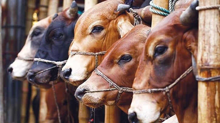 গাইবান্ধার হাটে গরু বেশি, ক্রেতা কম - কোরবানির ঈদ সামনে আসলেও প্রাণিসম্পদ খাতের উদ্বেগ গাইবান্ধার হাটে গরু বেশি, ক্রেতা কম - কোরবানির ঈদ সামনে আসলেও প্রাণিসম্পদ খাতের উদ্বেগ