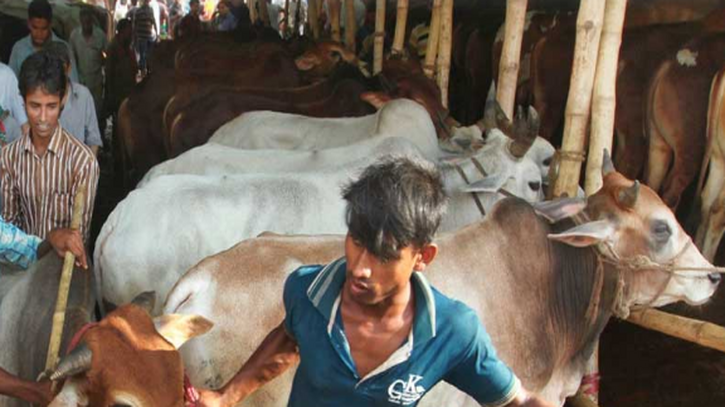আফতাবনগরে কোরবানির পশুর হাট বসবে না: হাই কোর্ট আফতাবনগরে কোরবানির পশুর হাট বসবে না: হাই কোর্ট