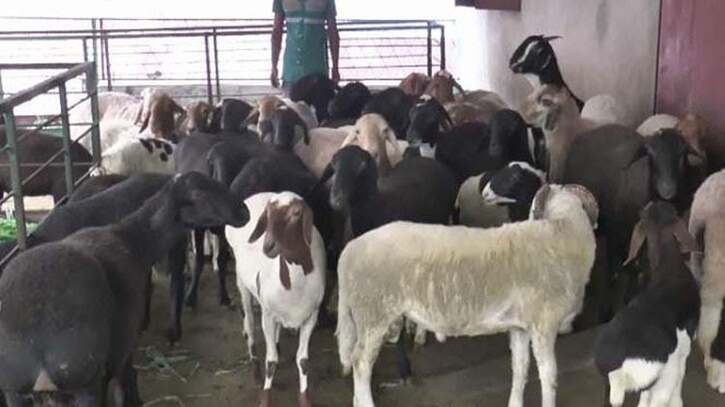 দিনাজপুরের বোচাগঞ্জে দুম্বার খামার দিনাজপুরের বোচাগঞ্জে দুম্বার খামার
