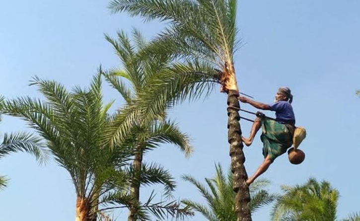 রসের মৌসুম আসছে, গাছিরা খেজুর গাছ প্রস্তুত করতে ব্যস্ত রসের মৌসুম আসছে, গাছিরা খেজুর গাছ প্রস্তুত করতে ব্যস্ত