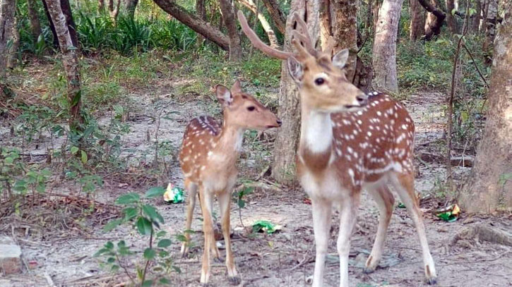 সুন্দরবনে হরিণ শিকারের মহোৎসব! সুন্দরবনে হরিণ শিকারের মহোৎসব!