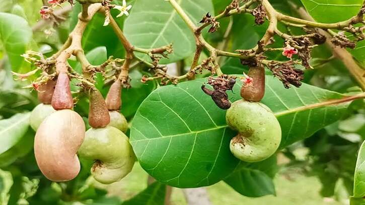 শেরপুরের গারো পাহাড়ে চাষ হচ্ছে কাজু বাদাম