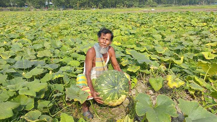 ক্ষেতে পাকছে মিষ্টি কুমড়া, দেখা নেই পাইকারের ক্ষেতে পাকছে মিষ্টি কুমড়া, দেখা নেই পাইকারের