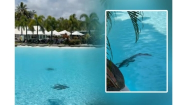 অস্ট্রেলিয়ায় বিলাসবহুল হোটেলের পুলে কুমির