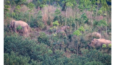 থাইল্যান্ডে বন্য হাতির সংখ্যা নিয়ন্ত্রণে গর্ভনিরোধক টিকা ব্যবহার