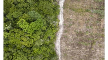 ব্রাজিলের নতুন জলবায়ু পরিকল্পনায় বন সুরক্ষাকে অগ্রাধিকার