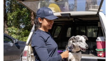 অস্ট্রেলীয় প্রশিক্ষিত কুকুরের অবসর