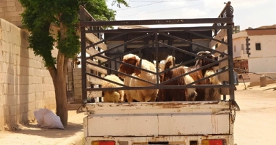 রমজান উপলক্ষে জীবিত পশু আমদানি করবে ইন্দোনেশিয়া