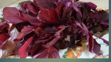 যে ৬ কারণে শীতে লালশাক খাবেন