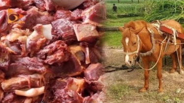 টাঙ্গাইলে ঘোড়ার মাংস প্রস্তুতের সময় চারজন আটক