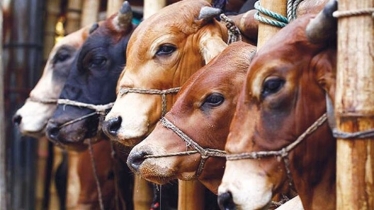 গাইবান্ধার হাটে গরু বেশি, ক্রেতা কম