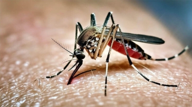 ডেঙ্গু: ২৪ ঘণ্টায় আরও চারজনের মৃত্যু