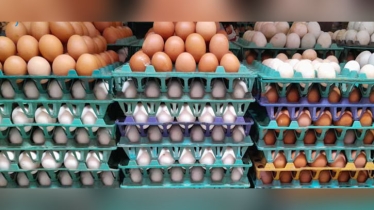 বাংলাদেশ থেকে মুরগি ও ডিম নেবে না সৌদি আরব