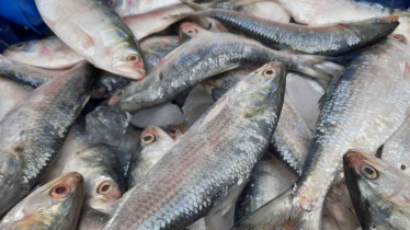 ইলিশ রক্ষায় ৮ মাস জাটকা শিকারে নিষেধাজ্ঞা