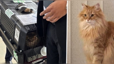 তারেক রহমানের সঙ্গে এলো বিড়াল ‘জেবু’