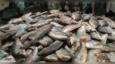 টেকনাফে এক জালে ১১০০ লাল কোরাল, সাড়ে ২৩ লাখে বিক্রি