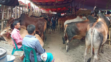 রাঙ্গামাটিতে গরুর ক্রেতা ও দাম উভয়ই কমেছে