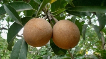 সফেদা: পুষ্টিগুণে ভরপুর ঘরোয়া ফল