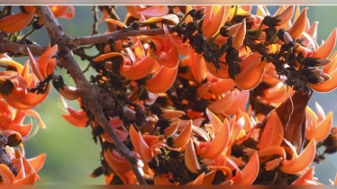 ‘ঝলমলে’ ভোটের দিনের ইশতেহার আবহাওয়া অফিসের