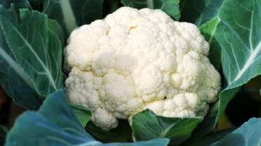 ফুলকপি খাওয়া যাদের উচিত নয়