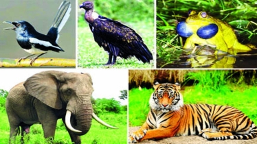 পাখিচিত্রীরা পশুপাখি, নদী-জলাশয় ও বন রক্ষায় অগ্রণী ভূমিকা রাখছেন