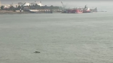 চট্টগ্রামের তিন নদী ও এক খালে ১৬৯ ডলফিন