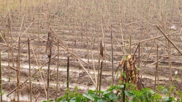 বন্যায় বান্দরবানে ৮ হাজার ৮৫০ হেক্টর জমির ফসল ক্ষতিগ্রস্ত
